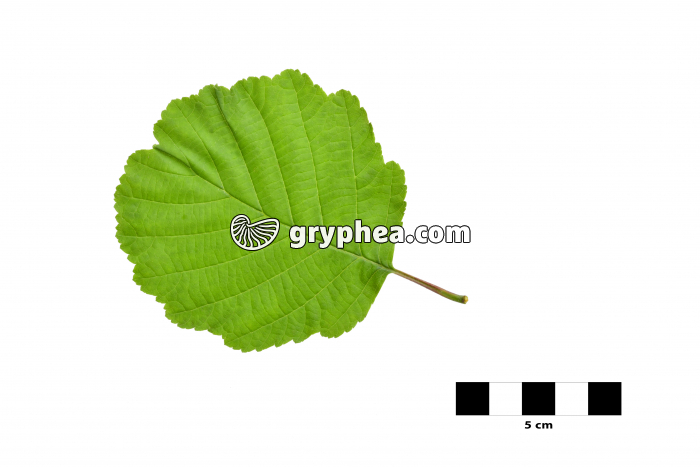 Aulne - feuille sur fond blanc (Alnus glutinosa)  - gryphea.com
